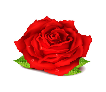 Realistic Roseのイラスト素材
