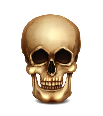 Realistic Vector Skullのイラスト素材