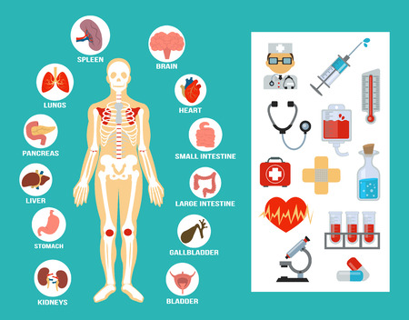 Vector anatomy flat icon setのイラスト素材