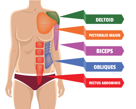 Vector anatomy muscles illustrationのイラスト素材