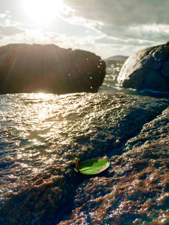 Leaf between rocks at the beach, lit by god rays / sumbeans.の写真素材