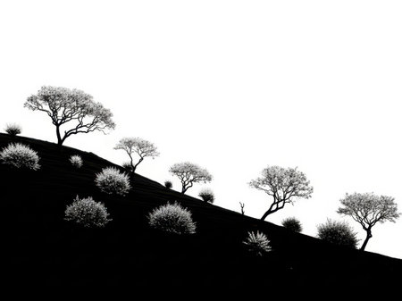 Silhouetted trees on a dark hillsideの素材