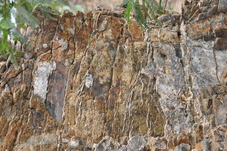 Close up of a rock in the tropical forest. Natural background.の写真素材