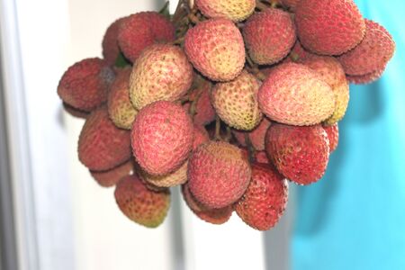 Fresh red litchi, lichee, lychee, or litchi is in hanging condition isolated on colorful background, close up photographyの写真素材