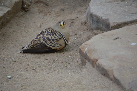 Grouse in dirtの写真素材