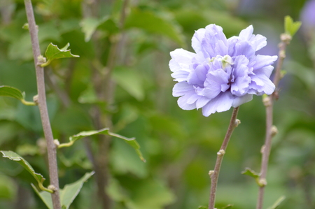 Single purple flowerの写真素材