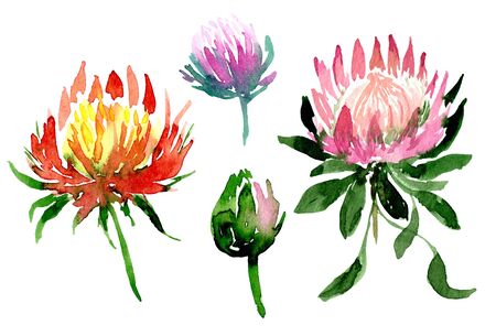 Watercolor red and pink, violet protea flower exotic set. Isolated hand drawn collectionの写真素材