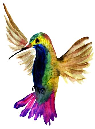 Watercolor small colibri bird. Hummingbird Isolated On White Background. Hand drawn panting image.の写真素材