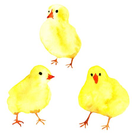 Watercolor little chicken set illustration isolated images on white background. Hand drawn painting collection.の写真素材