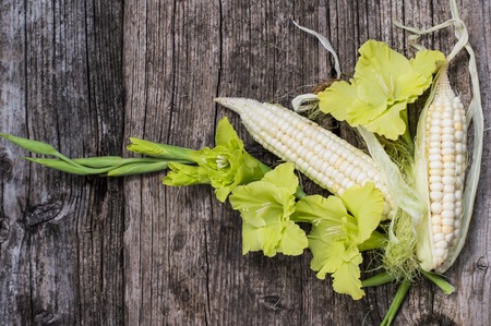 Fresh cobs of corn on the wooden background.の写真素材