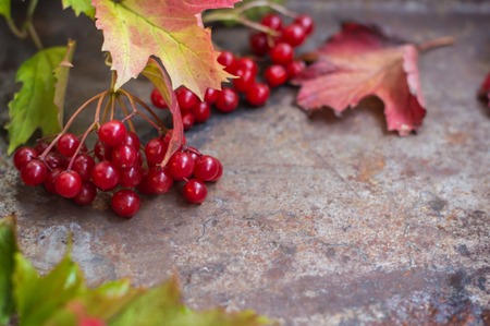 branch of red viburnum in the gardenの写真素材