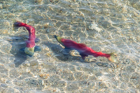 Salmon on the Kuril Lake, Kamchatka, Russia. Underwater viewの写真素材