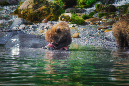 Kamchatka brown bear female and bear cubs catch fish on the Kuril lake. Kamchatka Krai, Russia.の写真素材