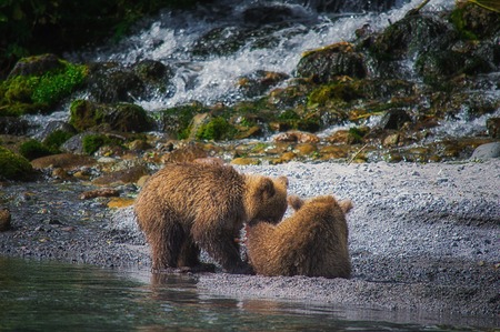 Kamchatka brown bear female and bear cubs catch fish on the Kuril lake. Kamchatka Krai, Russia.の写真素材