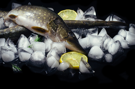 Fresh pike fish on ice on a black table top view. Wooden rustic background. Top viewの写真素材
