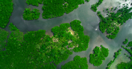 Aerial view of mangrove forest and river on the Siargao island. Philippinesの写真素材