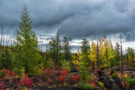 Autumn landscape in Dead Forest, after eruption of Tolbachik volcano. Kamchatka, Russia.の写真素材