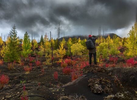 Tourist photographer takes picture autumn landscape in Dead Forest Dead Wood - consequence of natural disaster - catastrophic eruptions volcano. Tolbachik Volcano, Kamchatka Peninsula, Russiaの写真素材