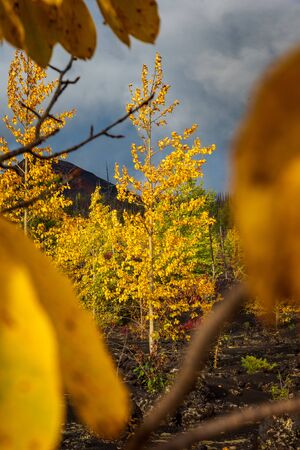 Autumn landscape in Kamchatka, Russia. Yellow and green trees against the background of mountains covered with clouds.の写真素材