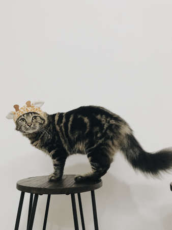 Cute Cat With Giraffe Hat Sitting on A Chairの写真素材