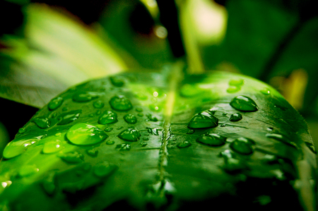 Drops on the leavesの写真素材