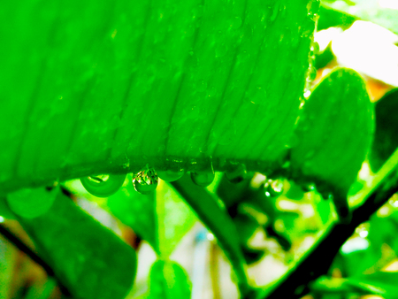 Drops and leavesの写真素材
