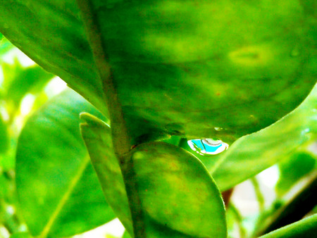 Drops and leavesの写真素材