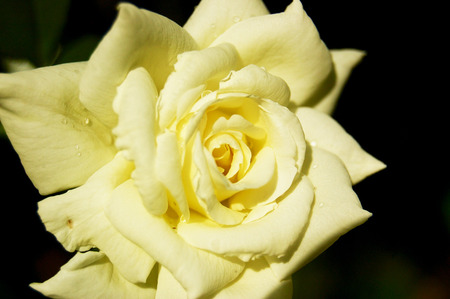 roseの写真素材