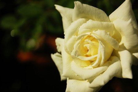 roseの写真素材
