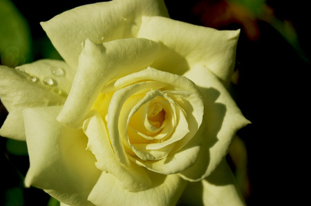 roseの写真素材