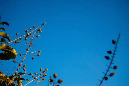 Wood and skyの写真素材