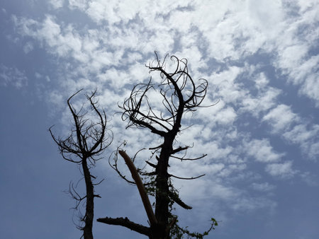 alone tree in blue sky
