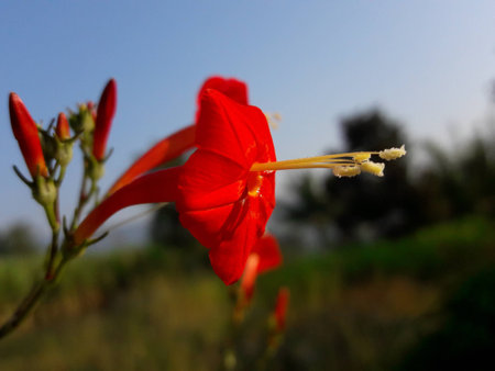 Vibrant red flowerの写真素材