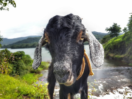 Black goat at outdoor in india closeupの写真素材