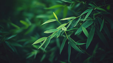 Green bamboo leaves in the forest. Abstract nature background. Vintage tone.の素材