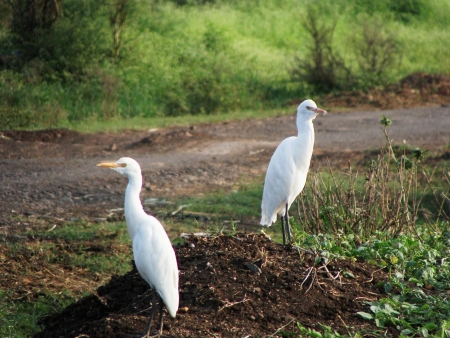 Heron Birdの写真素材