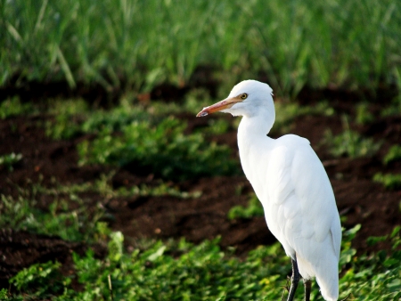 Heron Birdの写真素材