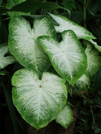 Caladium Plantの写真素材