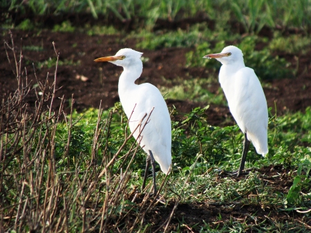 Heron Birds Coupleの写真素材