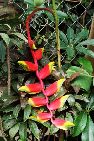 Heliconia Flowerの写真素材