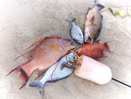 Spear-fisherman's brightly colored catch of the day including hogfish and seabream lying on the sandの写真素材