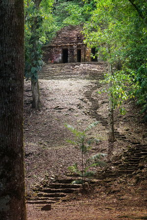 Steps leading to an ancient tree-covered shrine on a hill in the jungleの写真素材