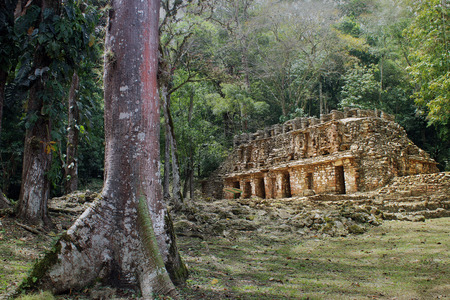 Ceiba tree guarding the ancient ruins of a temple in the jungleの写真素材