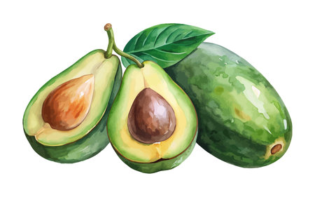 Watercolor  hand drawn avocado set vector illustration on white backgroundのイラスト素材