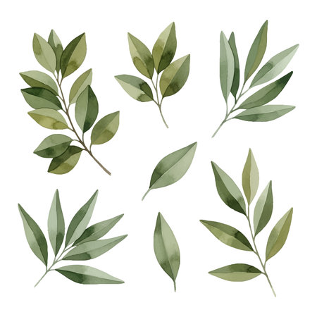 Set of watercolor olive branches and leaves. Hand drawn vector illustration.のイラスト素材