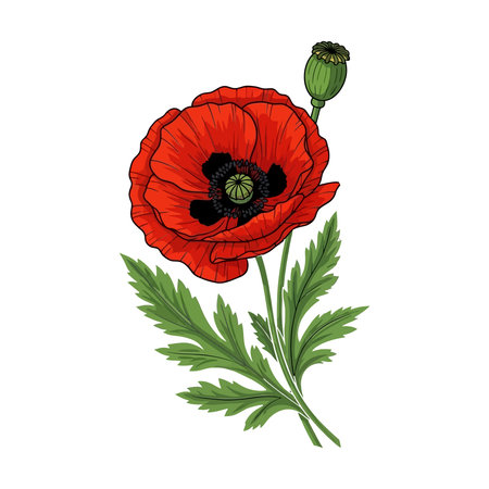 Red poppy flower with green leaves. Vector illustration isolated on white background.のイラスト素材