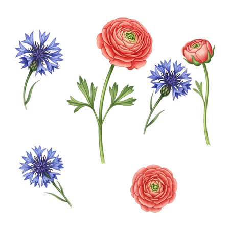 Set of watercolor flowers isolated on white background. Vector illustration.のイラスト素材