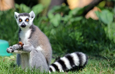 A Striped tail Lemur holding a grape at Lemurの写真素材