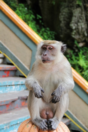 Monkey Styleのeditorial素材