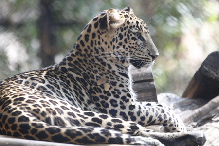 Indian leopard resting on a tree branchの写真素材